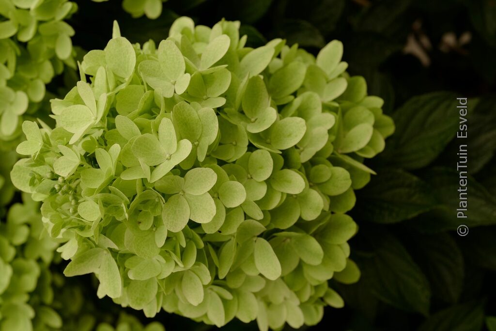 Hydrangea paniculata 'Hp217902' (PANDORA)