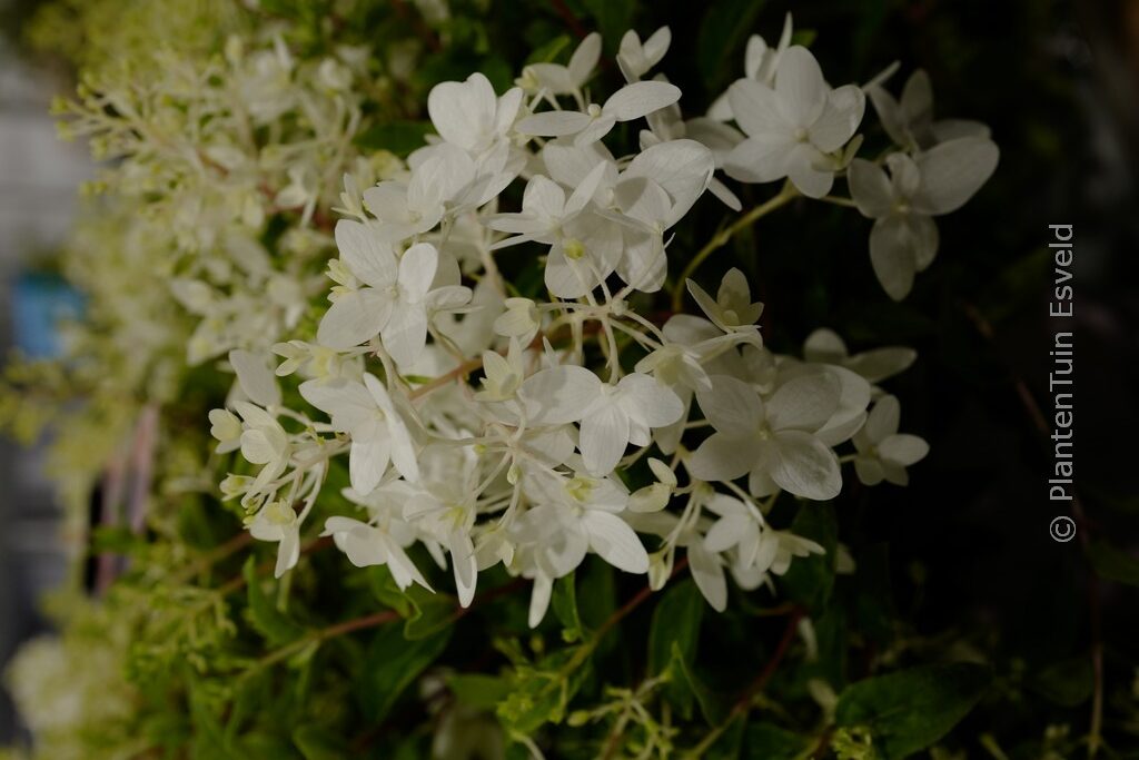 Hydrangea paniculata 'LCno21' (GROUND BREAKER BLUSH)