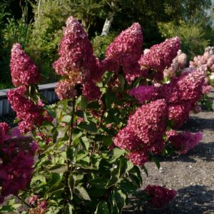 Hydrangea paniculata 'Renba' (FRAISE MELBA)
