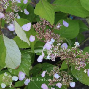 Hydrangea serrata 'Matsu-hime-nishiki'