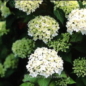 Hydrangea serrata 'Warabe'