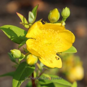 Hypericum addingtonii
