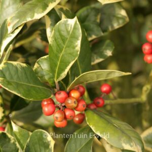 Ilex altaclerensis 'Howick'
