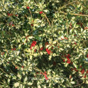 Ilex aquifolium 'Golden Milkmaid'