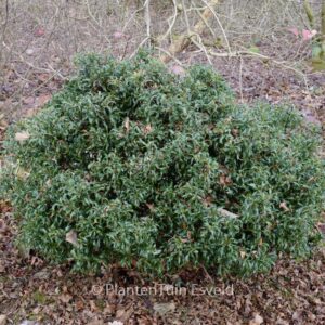 Ilex aquifolium 'Lichtenthalii'