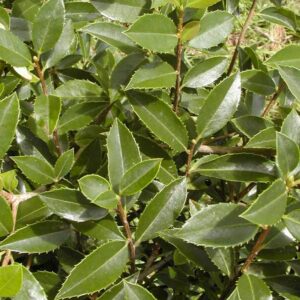 Ilex rubra