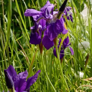 Iris sibirica 'Persimmon'