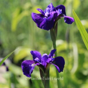 Iris sibirica 'Ruffled Velvet'