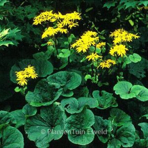 Ligularia dentata 'Desdemona'