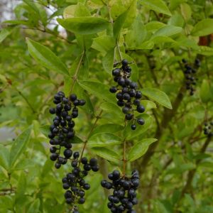 Ligustrum 'Berry Boom'