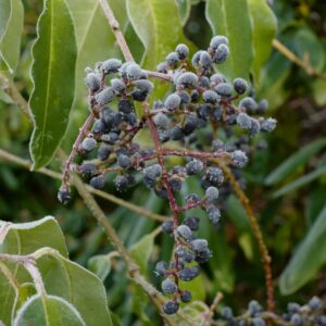 Ligustrum sinense stauntonii