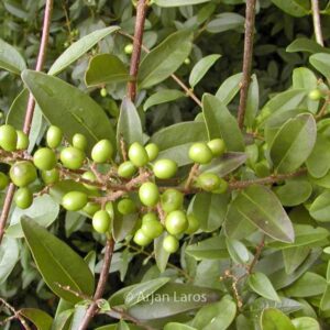 Ligustrum vulgare 'Atrovirens'