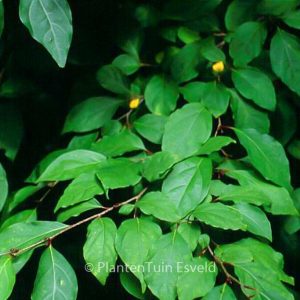 Lindera praecox