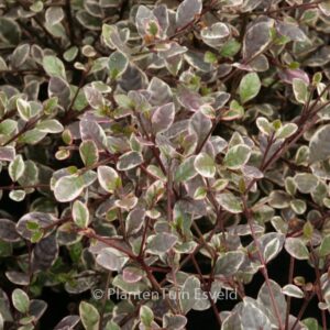 Lophomyrtus ralphii 'Magic Dragon'