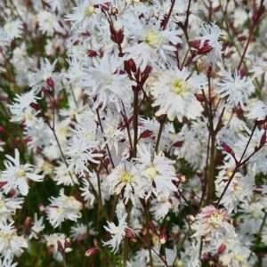 Lychnis flos-cuculi 'Petit Henri'