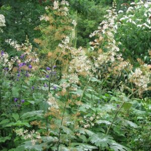 Macleaya microcarpa 'Kelway's Coral Plume'