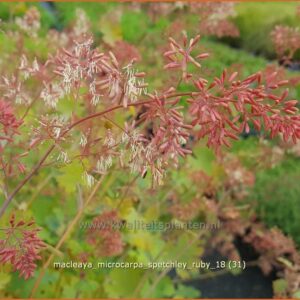 Macleaya microcarpa 'Spetchley Ruby'