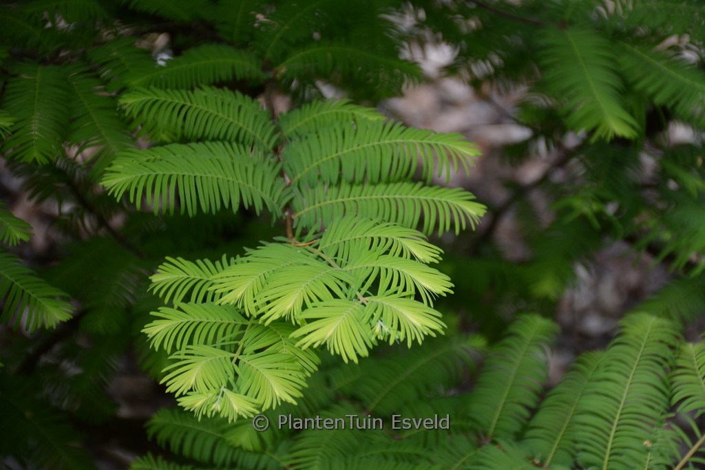 Metasequoia glyptostroboides 'Amber Glow'