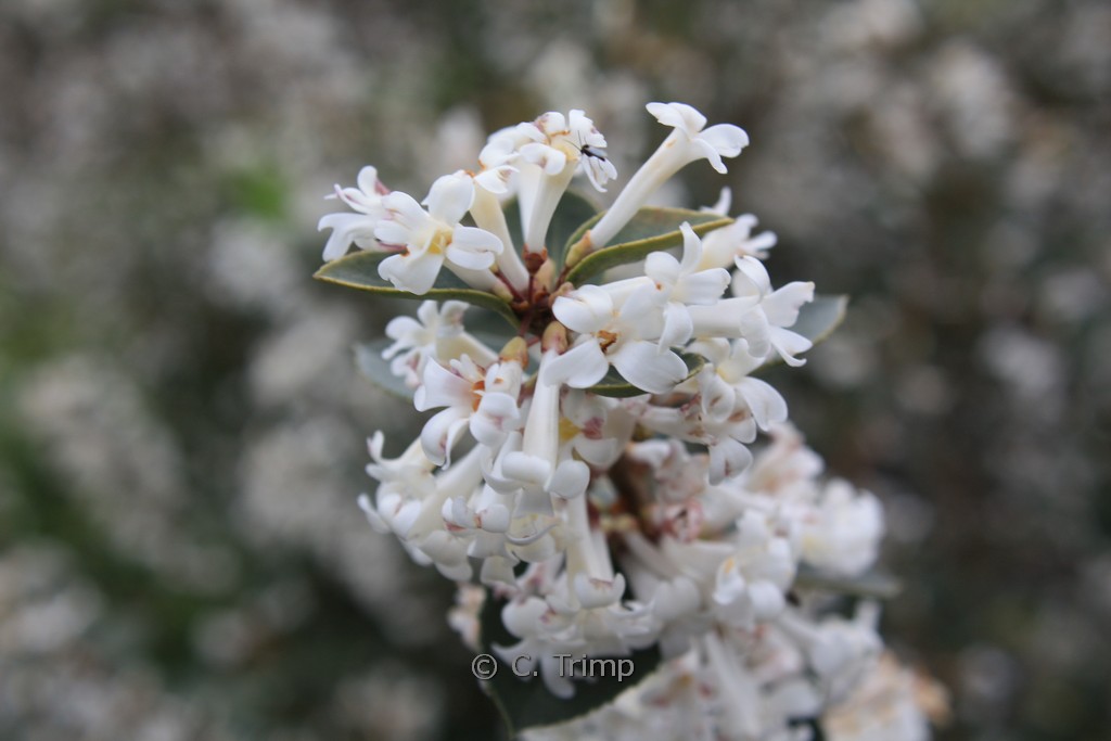 Osmanthus delavayi 'Latifolius'