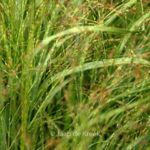 Panicum virgatum 'Strictum'