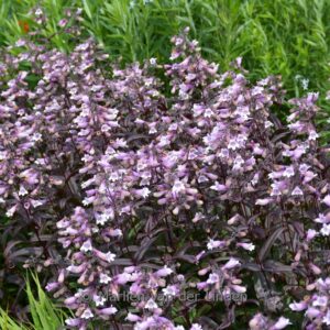 Penstemon 'Dark Towers'