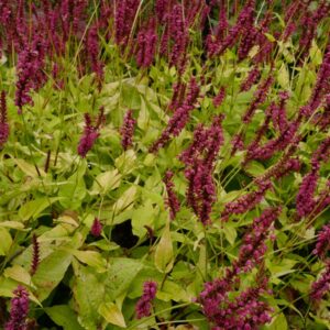 Persicaria amplexicaulis 'Golden Arrow'