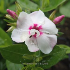 Phlox (FLAME) 'White Eye'