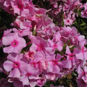 Phlox 'Landhochzeit'