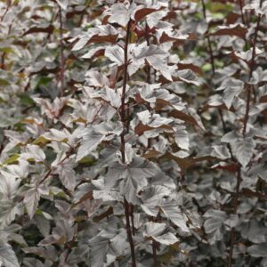 Physocarpus opulifolius 'Jonight' (MIDNIGHT)