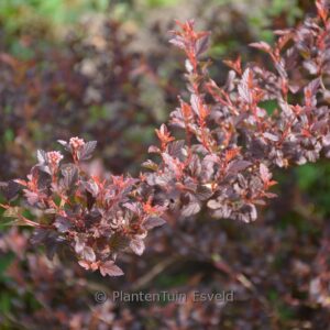 Physocarpus opulifolius 'Sweet Cherry Tea'