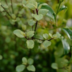Pittosporum tenuifolium 'Cratus'