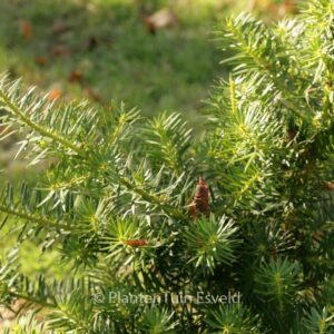 Podocarpus nubigenus
