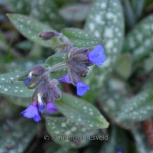 Pulmonaria angustifolia 'Blaues Meer'