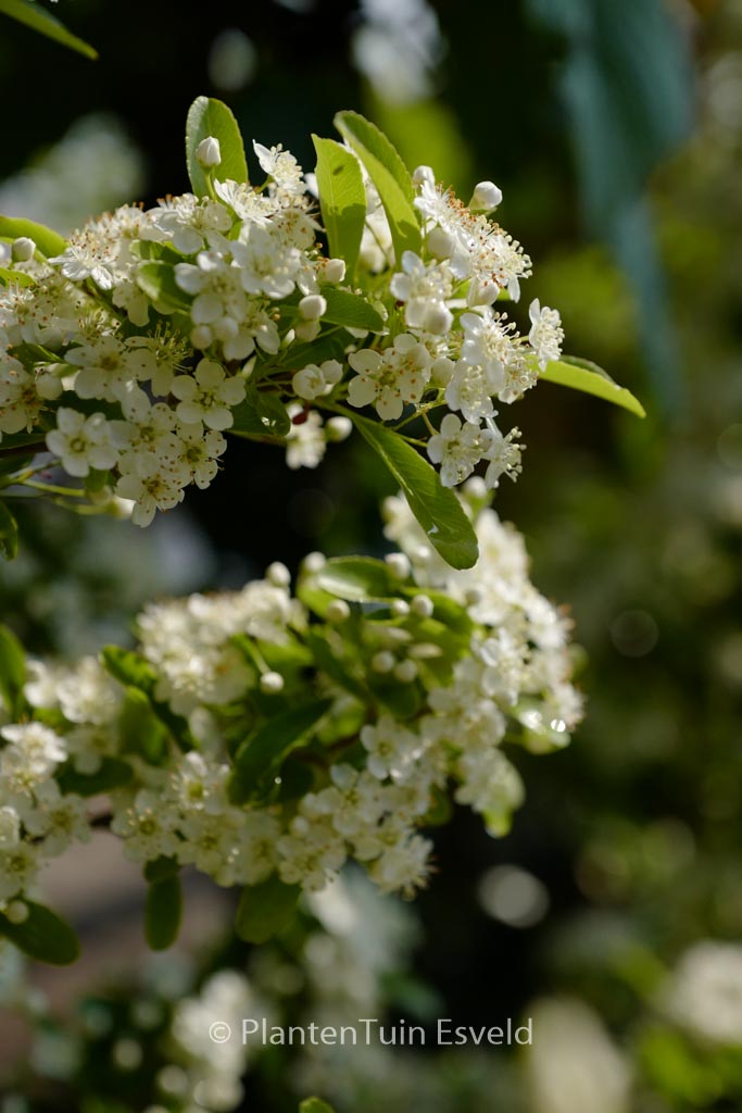 Pyracantha 'Cadange' (SAPHYR ORANGE)