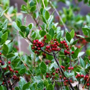 Rhamnus alaternus