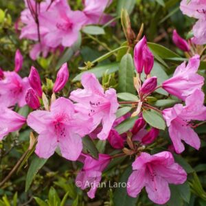 Rhododendron 'Azaleoides'