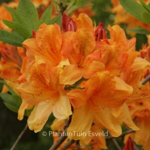 Rhododendron 'Christopher Wren' (Azalea)