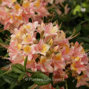Rhododendron 'Delicata' (Azalea)