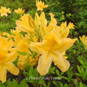 Rhododendron 'Directeur Moerlands' (Azalea)