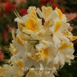 Rhododendron 'Toucan' (Azalea)