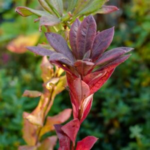 Rhododendron colemanii