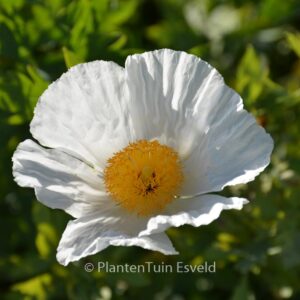 Romneya coulteri