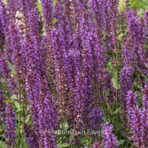 Salvia nemorosa 'Wesuwe'