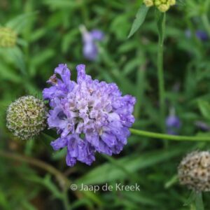 Scabiosa columbaria 'Blue Note'
