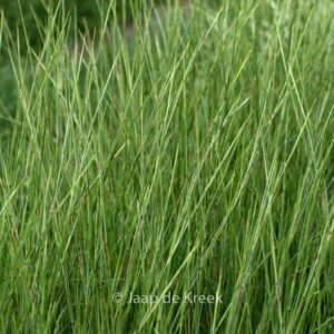 Schizachyrium scoparium 'Wildwest'