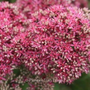 Sedum 'Mr. Goodbud'