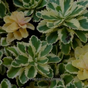 Sedum takesimense 'Nonsitnal' (ATLANTIS)