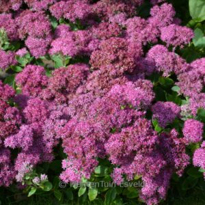 Sedum telephium 'Munstead Dark Red'