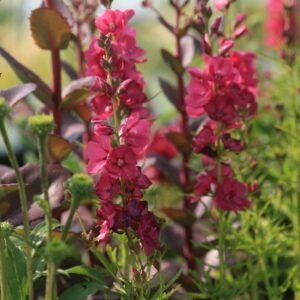 Sidalcea oregana 'Brilliant'