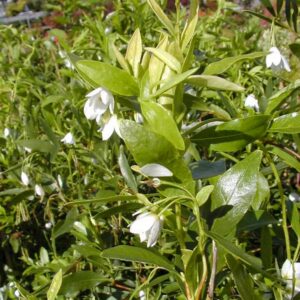 Sollya heterophylla 'White Bells'